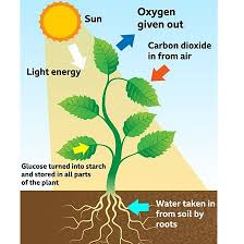 photosynthesis bbc bitesize