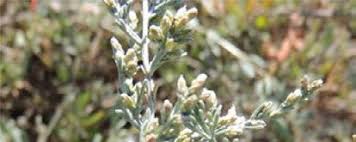 Essential oil composition and biological activity from Artemisia ...