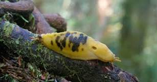 Are white slugs poisonous?