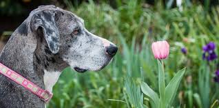 Check spelling or type a new query. Best And Worst Flowers To Plant For A Pet Friendly Garden Southern Living