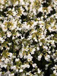 Arabis - care, trimming, planting of this cute white-flowered shrub