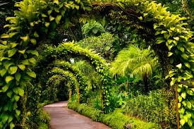 singapore botanic gardens a green