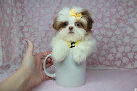 An adorable toy pup, the shih tzu is a playful yet gentle breed that is great with children and make for great roommates in homes of all sizes. Pennysaver Perfect Shihtzu Puppies In Las Vegas In Clark Nevada Usa