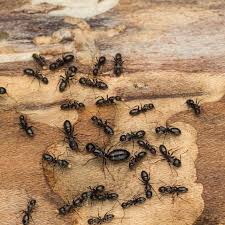 How To Get Rid Of Ants Permanently