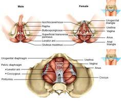Image result for pelvic floor structure Men & Women images