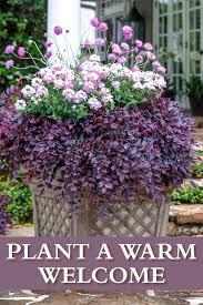 plants container gardening
