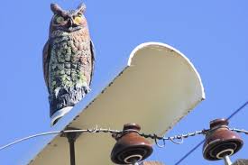 how a bird deter owl can protect