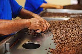 The basic goal of making coffee is to get what's sealed inside the bean (namely, the delicious flavor components and oils) out of the bean. Fake Or True Your Coffee Might Contain Grounded Cockroaches En Delfi