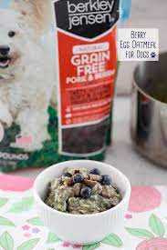 berry egg oatmeal for dogs recipe we