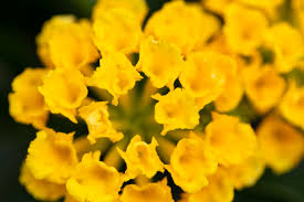 small yellow flowers royalty free photo