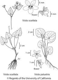 Viola palustris