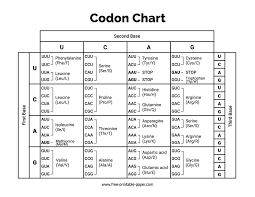 codon chart free printable paper com