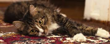 carpet cleaning mistakes made by pet