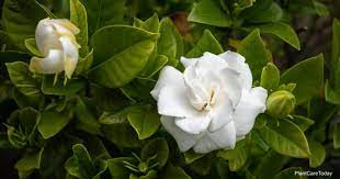 what is a good soil for gardenia plants