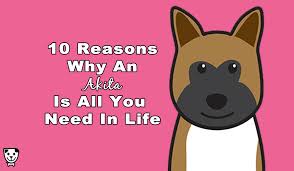 10 Reasons Why An Akita Is All You Need In Life