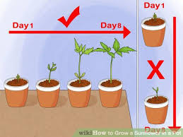 This fosters uniformity in seed germination and emergence through the soil. How To Grow A Sunflower In A Pot Growing Sunflowers Planting Sunflower Seeds Sunflower Seedlings