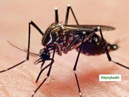 Diet For Malaria Patients Foods To Eat And Avoid While