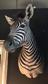 Sm 110 A Taxidermy Zebra Head Beast