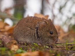 7 things that voles and how to