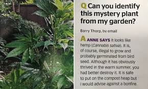 Then post some images less than 4mb and a description of the plant into our 'identify a plant' forum for our community of 100,000s to help you. Gardener Who Asked The Bbc To Help Him Identify Mystery Plant In His Garden Is Told It S Cannabis Daily Mail Online