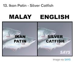 Ikan_patin ретвитнул(а) people doing epic things. Khalid Karim President Ac Monza Fan Club Malaysia On Twitter Patin Is Silver Catfish A Very Important Fish In Nigeria