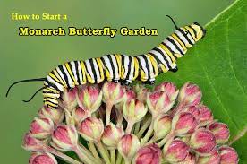how to start a monarch erfly garden