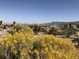 Maybe you would like to learn more about one of these? Joshua Tree With Kids When To Visit The Best Things To Do