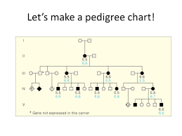 Pedigree Charts Day Ppt Video Online Download