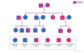 pedigree ysis genetic history of