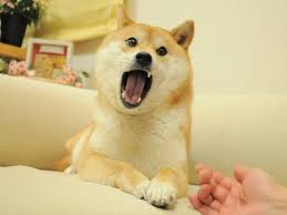 Join us today for amazing discounts! All Hail The Doge King Doge Nation Amino