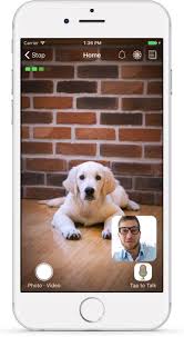 You will be able to capture 1080p or 4k quality video and stream live to youtube and facebook. Pet Monitor Vigi App Dog Camera For Iphone Ipad Ipod Touch And Android