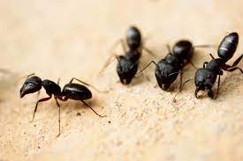 carpenter ants a small guide for