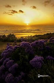Multiple sizes available for all screen sizes. Sunrise Purple Flower Hd Nature Wallpaper California Sunset 420x639 Download Hd Wallpaper Wallpapertip