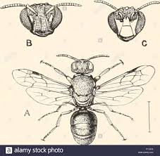 Historical Chart Insect Stock Photo 86708866 Alamy