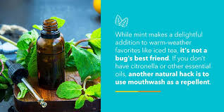 How To Keep Bugs Away From Your Outdoor