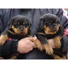 We are a rottweiler breeder directory that shares rottweiler news, stories, and pictures. Rottweiler Puppies For Sale In Michigan Petfinder