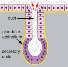epithelia the histology guide