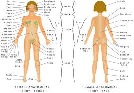 Select from premium female anatomy diagram of the . Regions Of Female Body Female Body Front And Back Female Human Body Parts Human Anatomy Chart The Anatomical Names And Corresponding Common Names Are Indicated For Specific Body Regions Stock