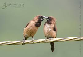 Image result for Black-throated Munia
