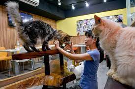 the taipei cat cafe that s been winning