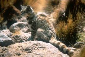 There is a huge amount of territory to search around lauca national park. Rare Andean Cats Discovered In New Locale Live Science