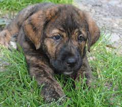 Spanish word for puppy, including example sentences in both english and spanish. Spanish Mastiff Info Puppies Training Pictures Temperament