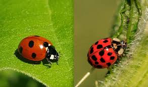 beetles that look like ladybugs are