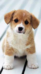 Cute Adorable Puppy Love 4K Ultra HD ...