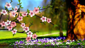 3d spring flower wallpapers top free