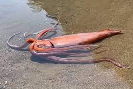 11 giant squid facts fact