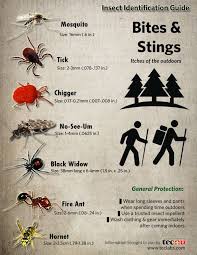 Infographic Insect Identification Guide Every Wonder