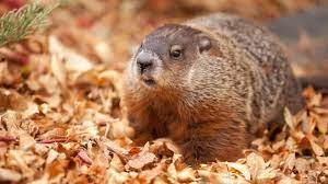 Poor Canadian Groundhog Dies Right Before Groundhog Day gambar png