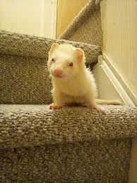 carpet shark guards the stairs 9