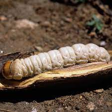 witchetty grub is the high protein